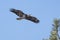 Immature eagle flying in the sky