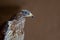 An immature European honey buzzard Pernis apivorus rescued and resting in a wildlife rescue center