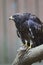 An immature European honey buzzard Pernis apivorus rescued and resting in a wildlife rescue center