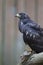 An immature European honey buzzard Pernis apivorus rescued and resting in a wildlife rescue center