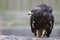 An immature European honey buzzard Pernis apivorus rescued and resting in a wildlife rescue center