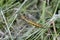 Immature female black-tailed skimmer Orthetrum cancellatum dragonfly