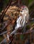 Immature female Common Redpoll Acanthis flammea, perched on a branch