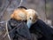 Immature frigate bird, North Seymour, Galapagos, Ecuador