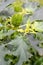 Immature fruit of durman Indian harmless Datura inoxia Mill