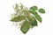 Immature fruits elderberry elderflower isolated
