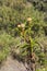 Immature fruits of Gum rockrose