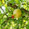 Immature fruits of pomegranate hanging from the branches