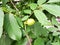 Immature fruits of walnut (Juglans regia)