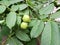 Immature fruits of walnut (Juglans regia)