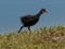 Immature fuzzy common moorhen by Lake