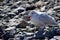 Immature glaucous-winged seagull holds crab in its beak while standing on rocky shore