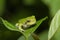 Immature gray tree frog