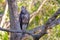 Immature Great Black Hawk, Buteogallus Urubitinga, bird of prey, Accipitridae, Pantanal, Brazil, South America
