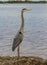 Immature Great Blue Heron