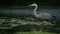 Immature Great Blue Heron Wading