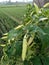 Immature green chili plants that bear very much fruit. suitable for people who need photos about vegetables and fruit