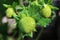 Immature green garden strawberries, latin name Fragaria Ananassa, growing in garden during late spring season.