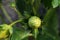 Immature green garden strawberry fruit, latin name Fragaria Ananassa, growing in garden during late spring season.