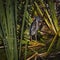 Immature Green Heron Framed by Marsh Reeds