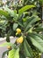 Immature Green Loquat Eriobotrya japonica on Loquat Tree Loquat fruit now ripening slowly from green loquat to Yellow