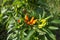 Immature green and orange chilies on the vine