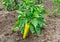 Immature green pepper on the Bush on the farm. Planting vegetables.