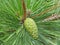 Immature Green Pinecone