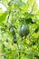 Immature green pumpkins in vegetable garden