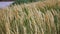 Immature green spikelets swing in the wind. Slow motion