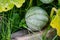 Immature green striped pumpkin in the garden