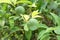 Immature green Yuzu fruit on Japanese lemon bush