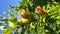 Immature grenades on the tree