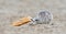 Immature gull eating bread