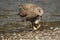Immature gull or seagull eating a mollusc