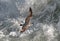 An immature Herring Gull, Larus argentatus argenteus in flight.