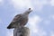 Immature Herring Gull on Post.