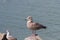 Immature Herring Gull standing on a limestone rock