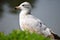 Immature Herring Seagull Sitting