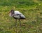 Immature Ibis on His Own