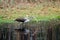 Immature Ibis Okefenokee Swamp