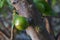 Immature jabuticaba, Brazilian fruit in the tree