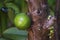 Immature jabuticaba, Brazilian fruit in the tree