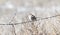 Immature Juvenile White-crowned Sparrow Zonotrichia leucophrys on Barbed Wire