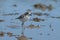 Immature Kittlitz's plover Charadrius pecuarius in a lagoon.