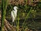 Immature Little Blue Heron, Egretta caeralea, portrait