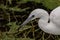 Immature Little Blue Heron with prey - Loxahatchee Wildlife Refuge