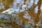 Immature Little Blue Heron In A Swamp, Closeup