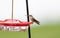Immature Male Brilliant Rufous Hummingbird Selasphorus rufus
