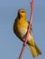 Immature male hooded oriole perched on red yucca flower stem